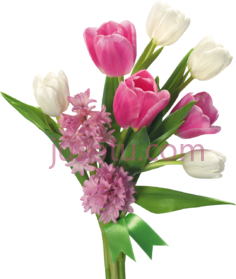 粉红玫瑰花束, PNG