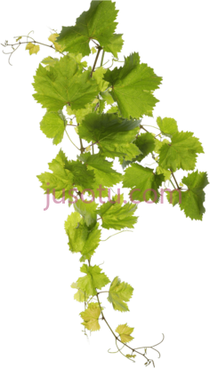 葡萄叶子,grape leaf PNG
