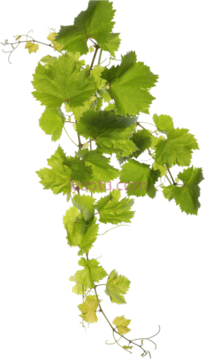 葡萄叶子,retsina malamatina PNG