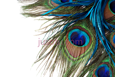 孔雀羽毛,peacock feathers PNG