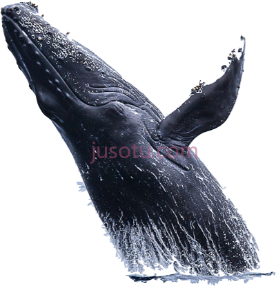 鲸鱼,whale PNG