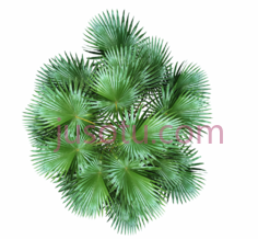 绿色植物PNG