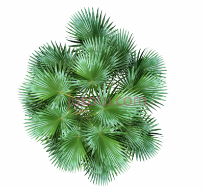 绿色植物,dundjinni plants PNG