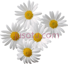 雏菊花PNG
