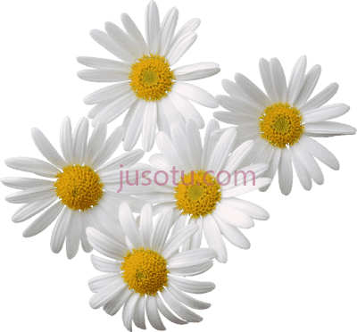 雏菊花,daisy flower PNG