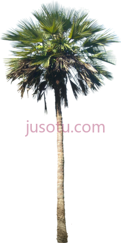 棕榈树PNG