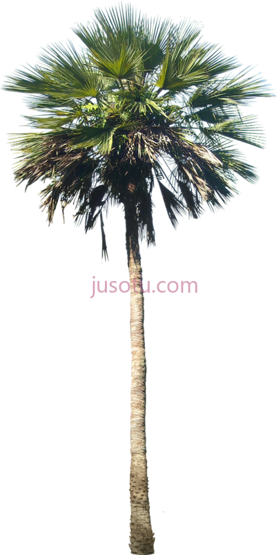棕榈树,washingtonia palm tree PNG