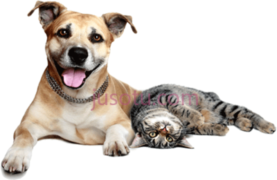 猫狗,cats and dogs PNG