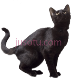 黑猫PNG