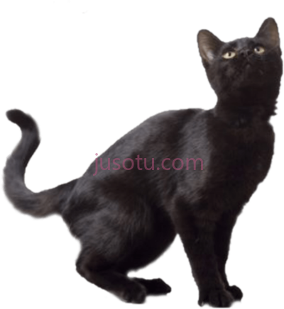 黑猫,black cat PNG