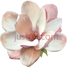 木兰,花 PNG