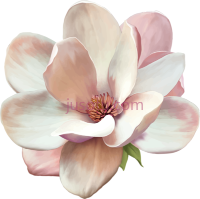 木兰,magnolia tattoo PNG