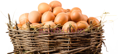 鸡蛋篮子,organic eggs in a basket PNG