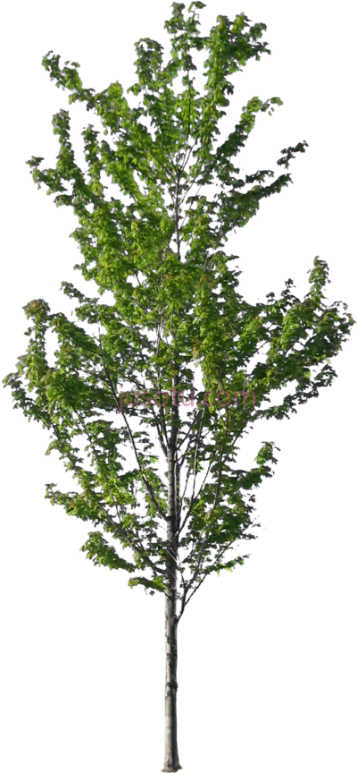 高大松树,tall pine tree kids PNG