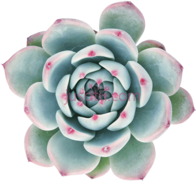 多肉,echeveria 'tippy' succulents PNG