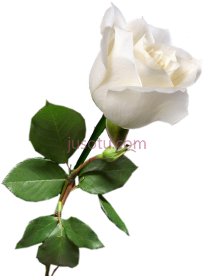 白玫瑰,rosa blanca white roses red PNG