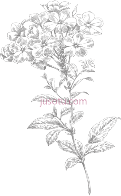 小花,line art flower small PNG