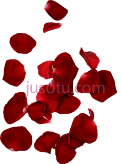玫瑰花瓣PNG