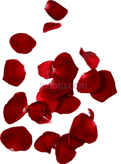 玫瑰花瓣,rose petals PNG