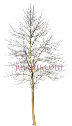 冬季树木,trees in PNG
