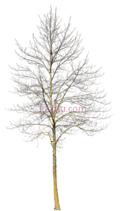 冬季树木,deciduous tree winter iii PNG