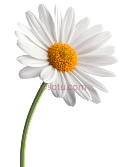 白雏菊,white daisy black PNG