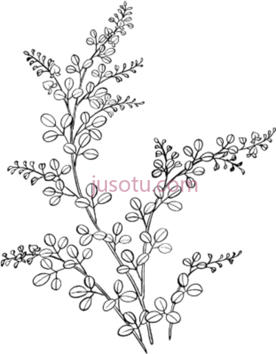 花卉,flower doodles PNG