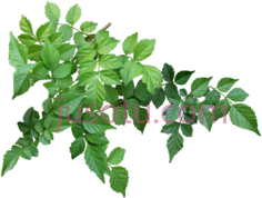 绿叶PNG