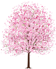樱花树PNG
