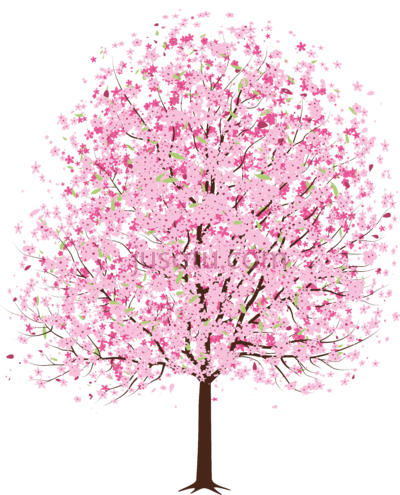 樱花树,pin spring japanese cherry blossom tree PNG