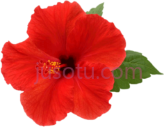 芙蓉花, PNG