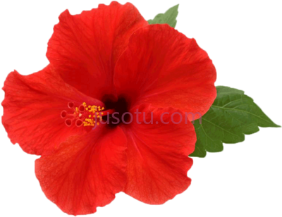 芙蓉花,hibiscus flowers white PNG