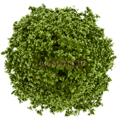 树,trees PNG
