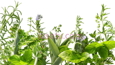 绿色植物,fondos de plantas verdes PNG