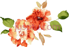 水彩花牡丹, PNG