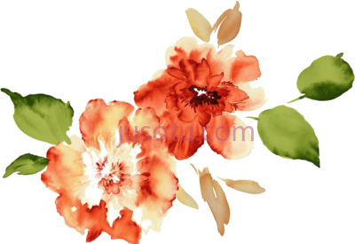 水彩花牡丹,watercolour flowers paper watercolor peach peony PNG