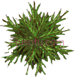 松树,pine tree PNG