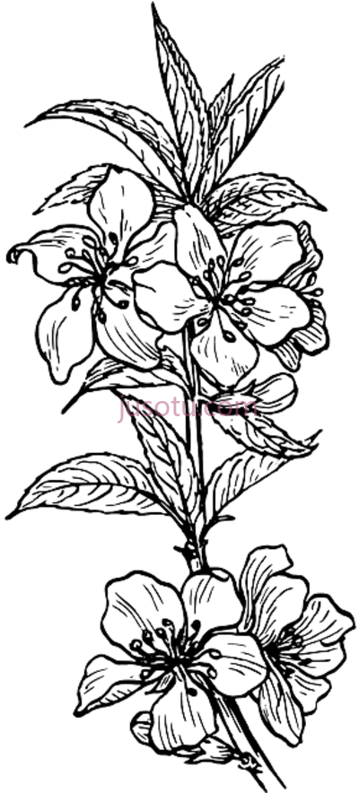 树木花枝,outline plants tree flower branch nut PNG
