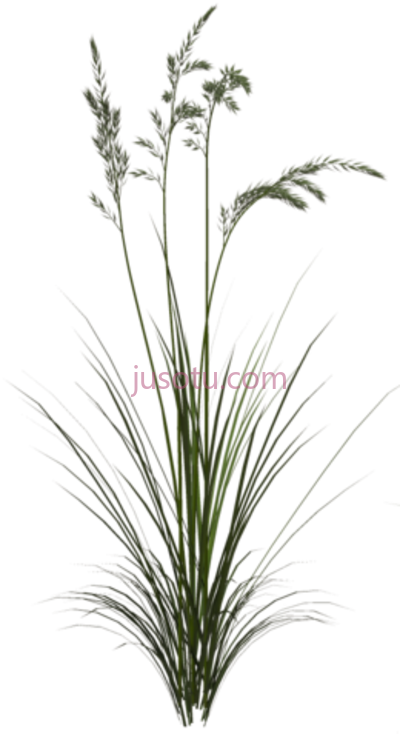 高草,tall grass sweet PNG