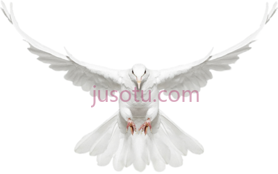 飞鸽,flying dove PNG