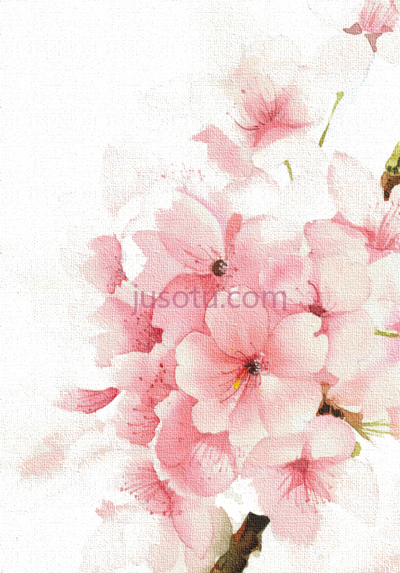 樱花水彩花卉,cherry watercolour watercolor blossoms flowers painting PNG
