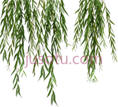柳树叶PNG