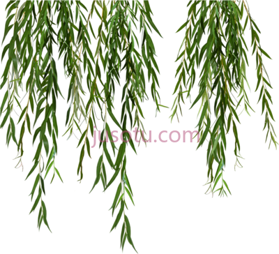 柳树叶,willow black and white weeping tree leaves PNG