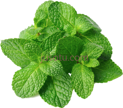 薄荷叶,mint leaves PNG