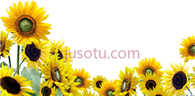 向日葵园,sunflower garden PNG