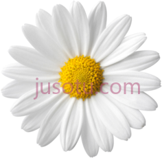 白色雏菊花, PNG