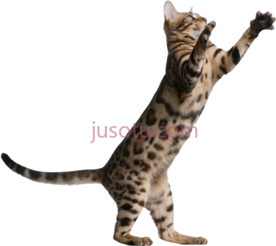 猫跳,kitten jumping banner PNG