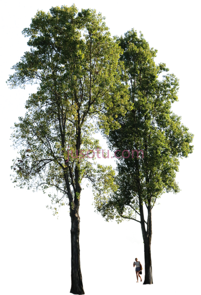 黑杨树,populus nigra group people PNG