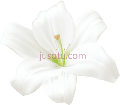 百合花,white lilly art flower lilies PNG