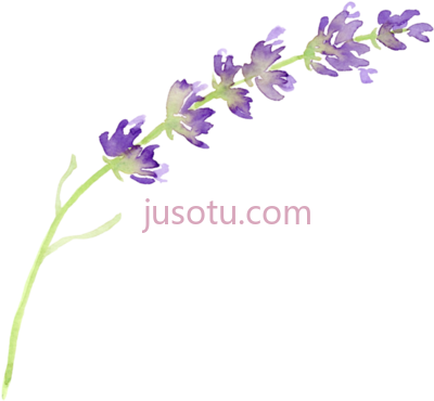 薰衣草,english lavender flower watercolor painting art PNG